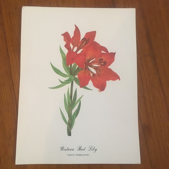 Vintage 8 Flower Botanical Prints Book Pages